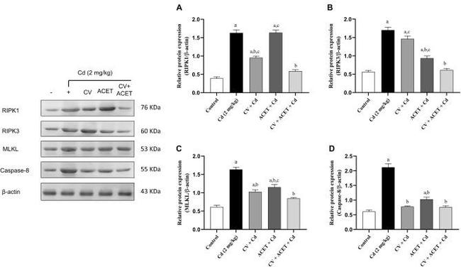 Caspase 8 Antibody in Western Blot (WB)