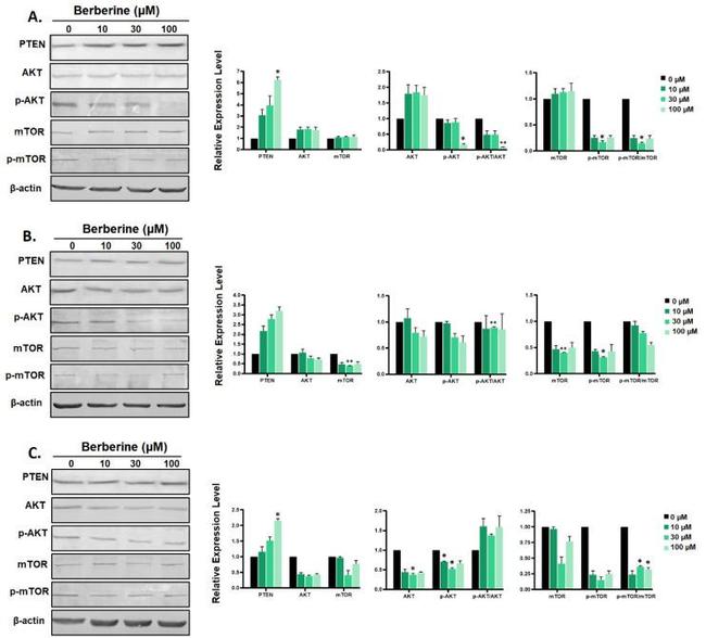 mTOR Antibody in Western Blot (WB)