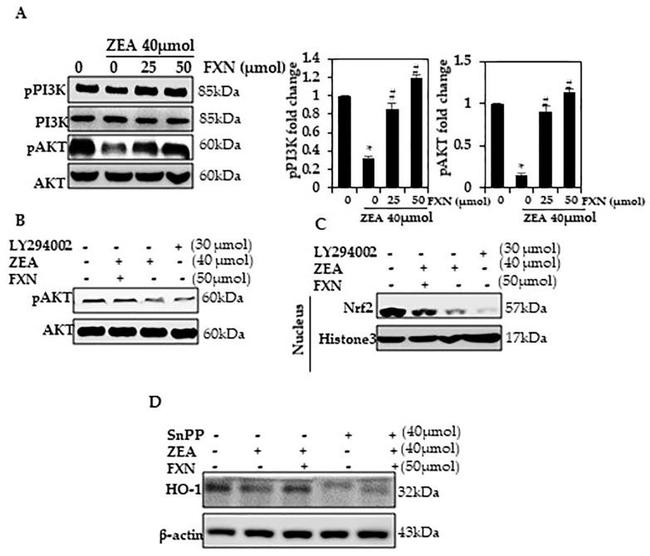 AKT Pan Antibody in Western Blot (WB)