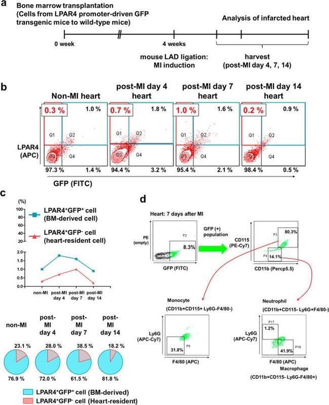 LPAR4 Antibody in Flow Cytometry (Flow)