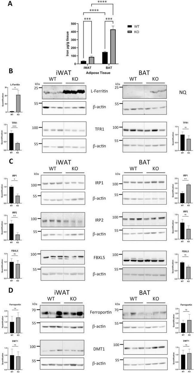 FBXL5 Antibody in Western Blot (WB)