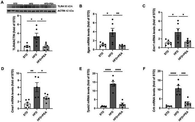 TLR4 Antibody in Western Blot (WB)