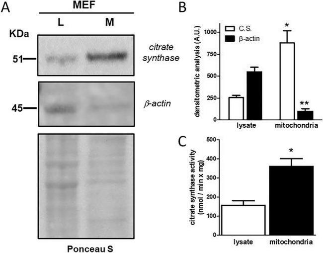 Citrate Synthase Antibody in Western Blot (WB)