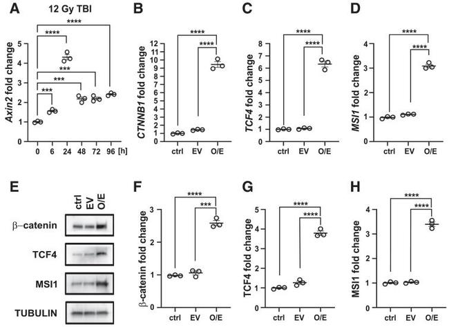 beta Catenin Antibody in Western Blot (WB)