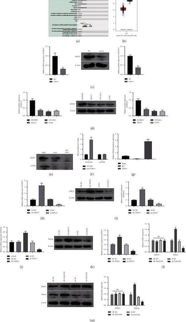 DDX17 Antibody in Western Blot (WB)