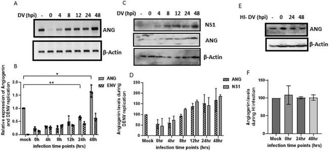 Angiogenin Antibody in Western Blot (WB)