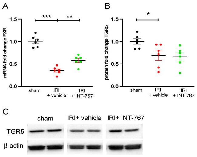 TGR5 Antibody in Western Blot (WB)