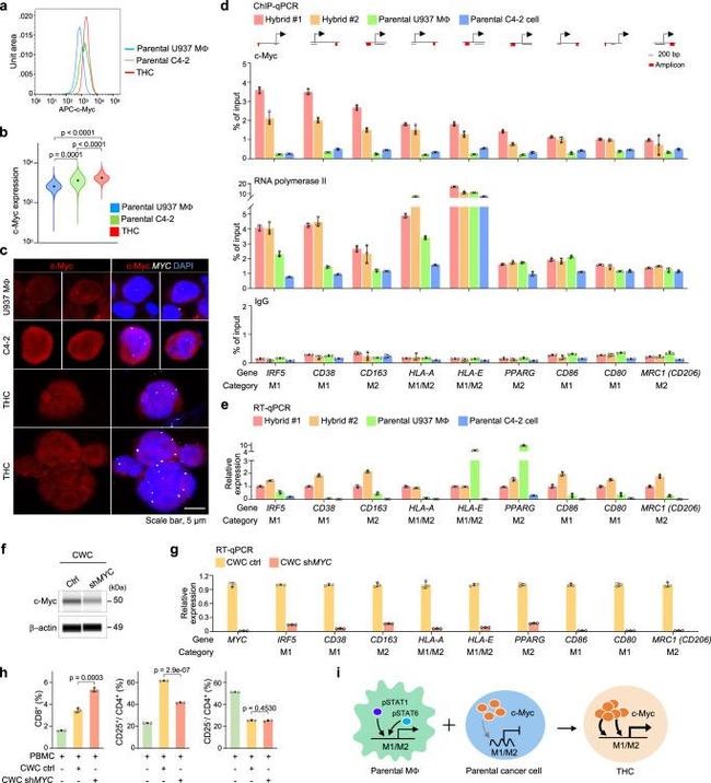 c-Myc Antibody in ChIP Assay (ChIP)