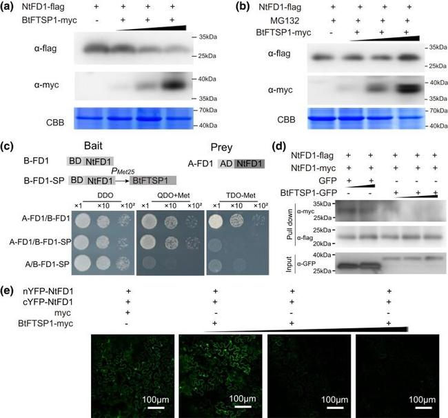 Myc Tag Antibody in Western Blot (WB)