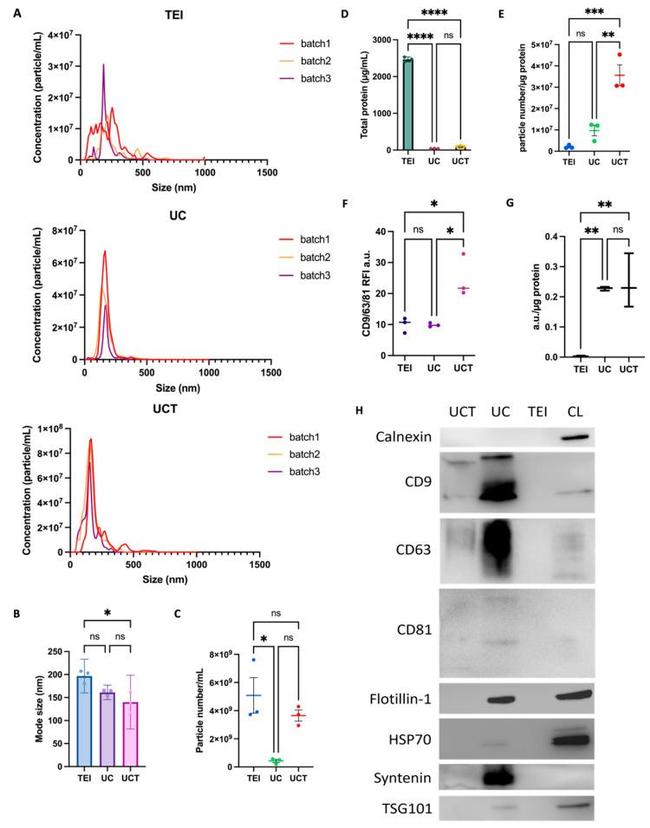 CD63 Antibody in Flow Cytometry (Flow)