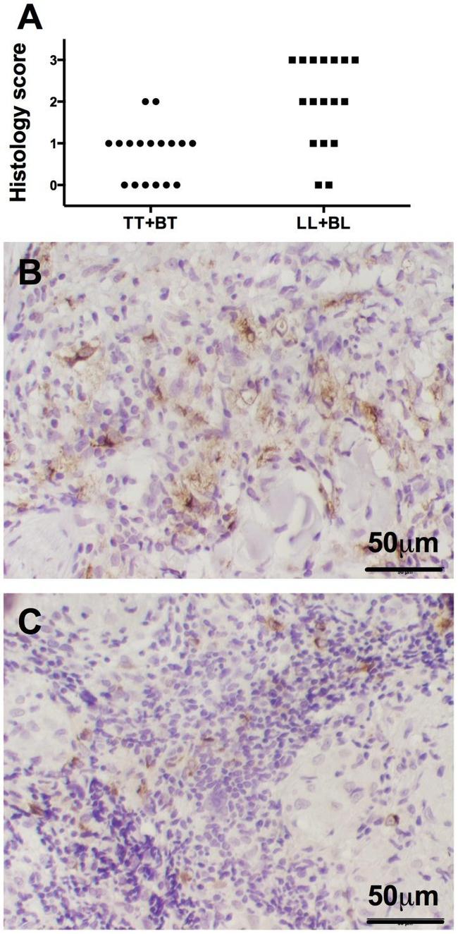 MIP-4 Antibody in Immunohistochemistry (Paraffin) (IHC (P))