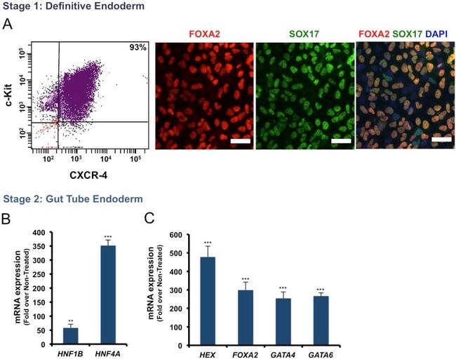 c-Kit Antibody in Flow Cytometry (Flow)