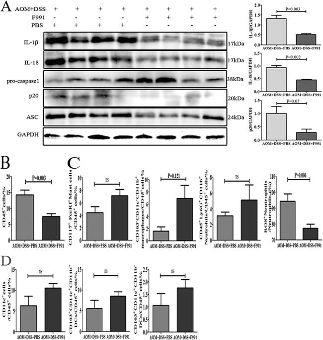 Caspase 1 Antibody in Western Blot (WB)