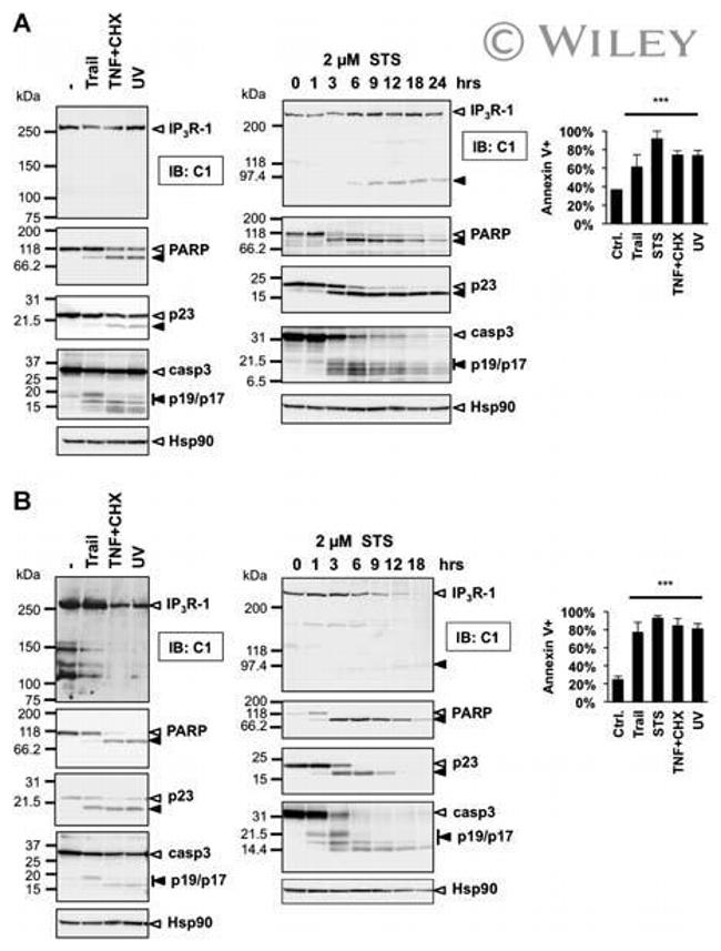 p23 Antibody in Western Blot (WB)