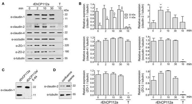 ZO-2 Antibody in Western Blot (WB)