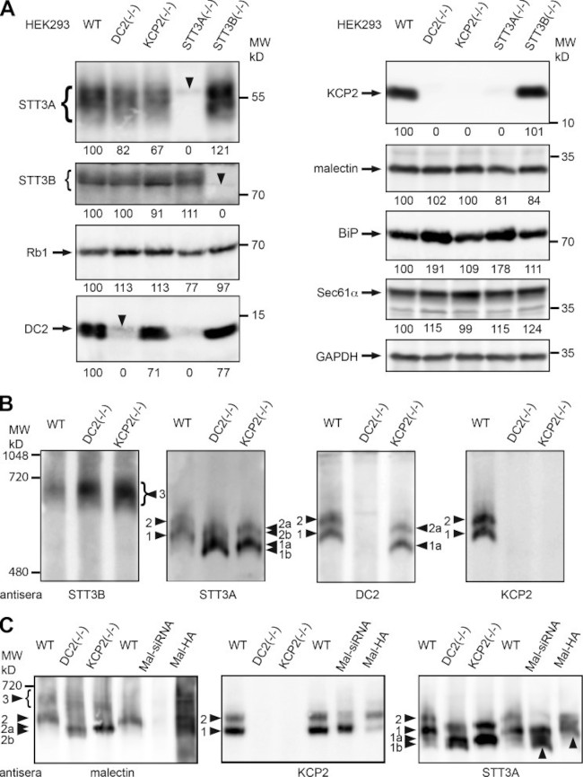 OSTC Antibody