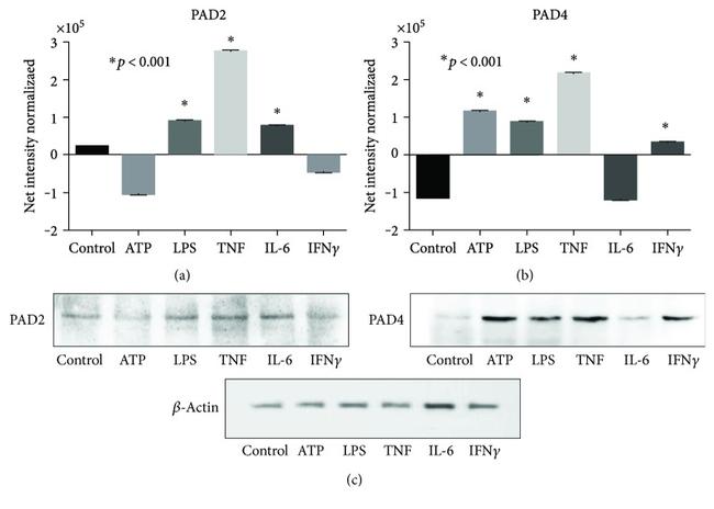 PADI2 Antibody