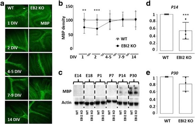 beta Actin Antibody in Western Blot (WB)