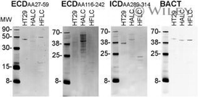 EpCAM Antibody in Western Blot (WB)