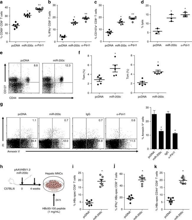 CD107a (LAMP-1) Antibody in Flow Cytometry (Flow)