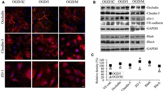 VE-cadherin Antibody in Western Blot (WB)