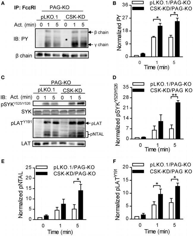 FceR1 alpha Antibody in Western Blot (WB)