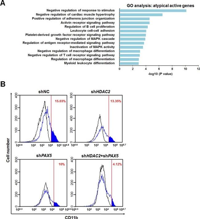 CD11b Antibody in Flow Cytometry (Flow)