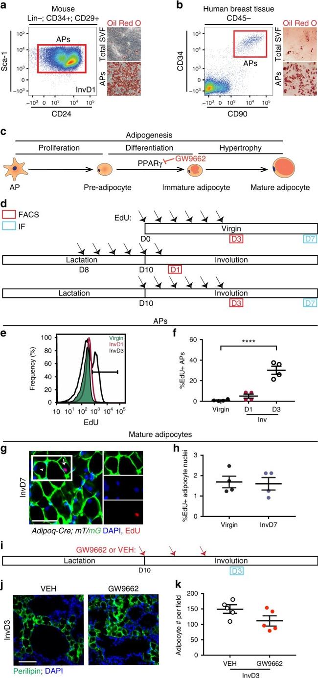 CD24 Antibody in Flow Cytometry (Flow)