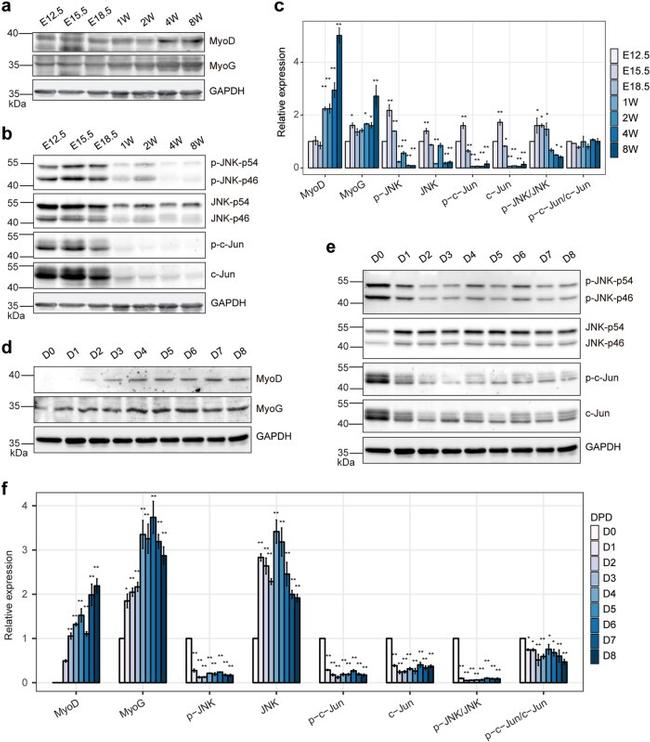 CD106 (VCAM-1) Antibody in Flow Cytometry (Flow)