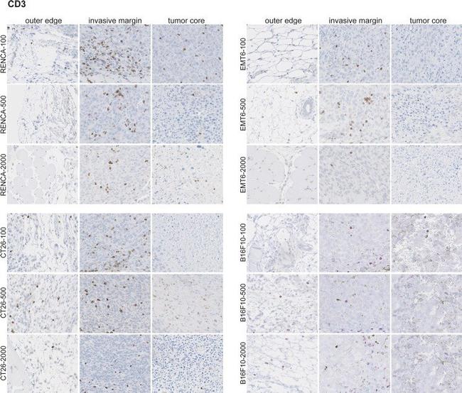 CD3e Antibody in Immunohistochemistry (IHC)