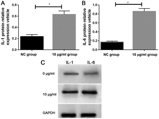 IL-6 Antibody in Western Blot (WB)