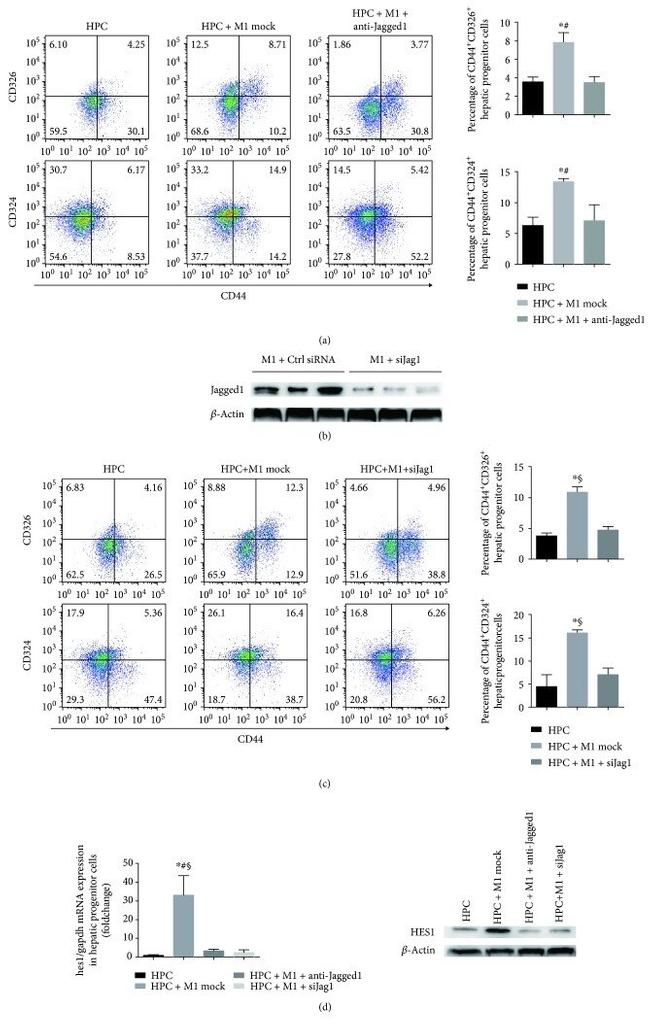 HES1 Antibody in Western Blot (WB)