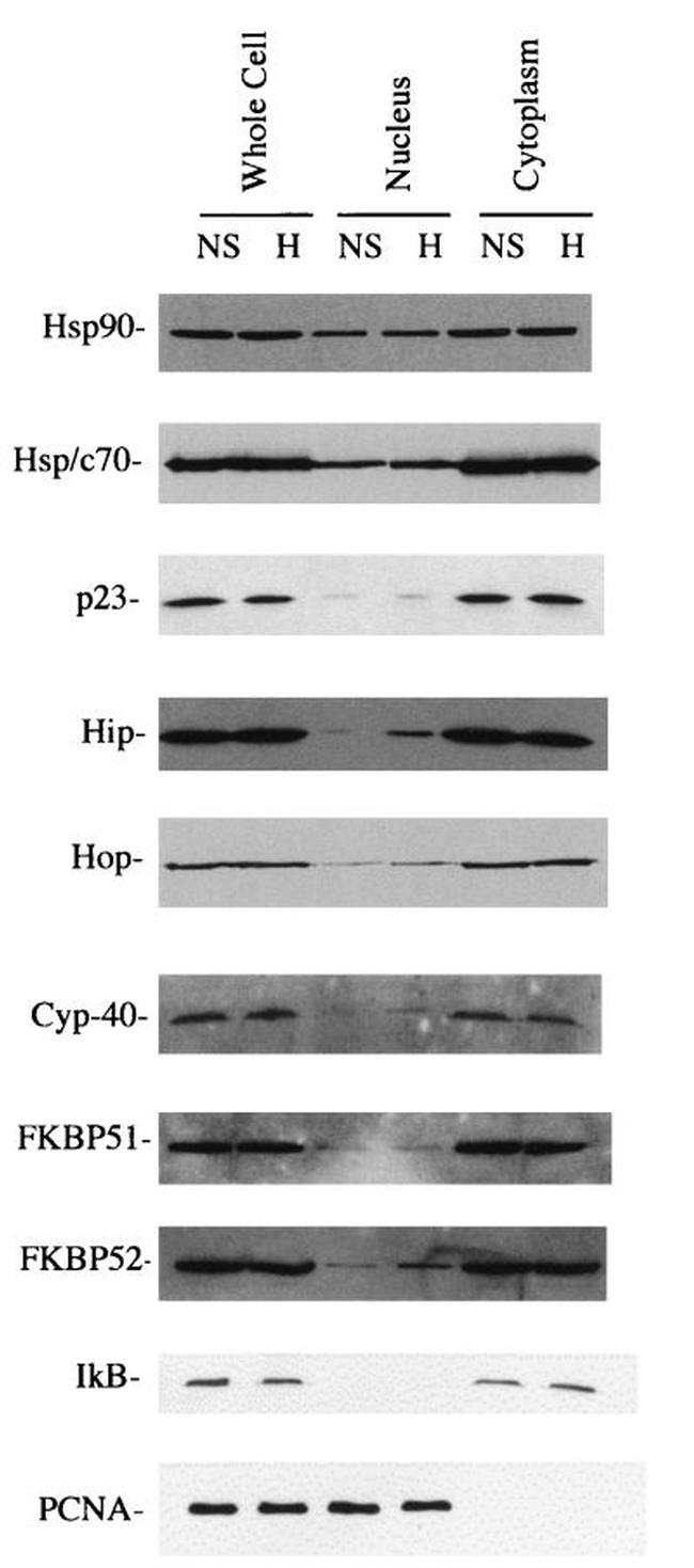 Cyclophilin 40 Antibody in Western Blot (WB)