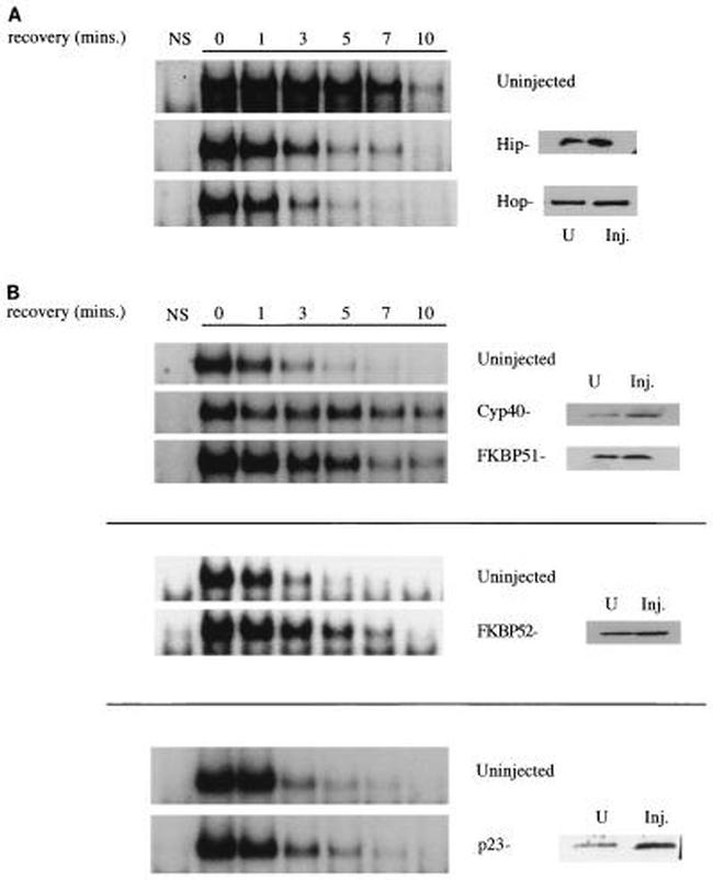 Cyclophilin 40 Antibody in Western Blot (WB)