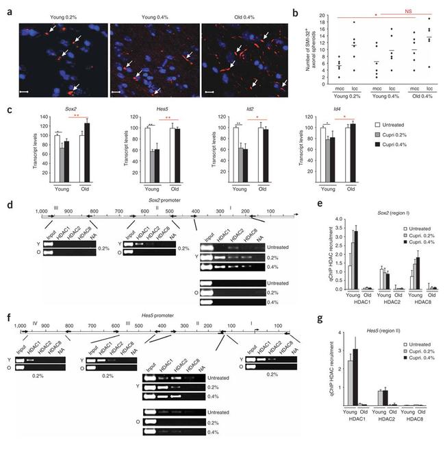 HDAC1 Antibody in ChIP Assay (ChIP)