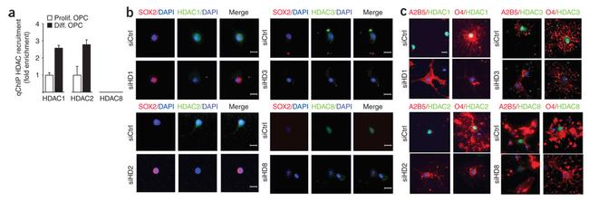 HDAC1 Antibody in ChIP Assay (ChIP)