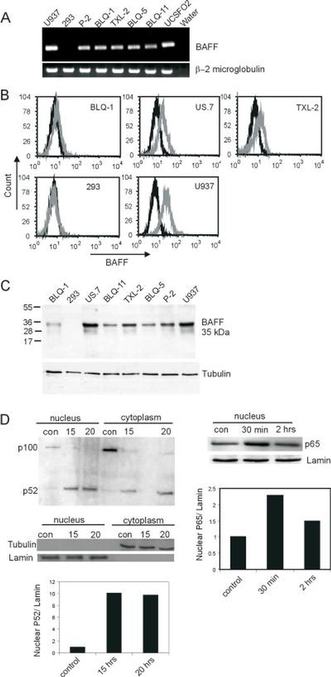 CD257 (BAFF, BLyS) Antibody in Western Blot (WB)