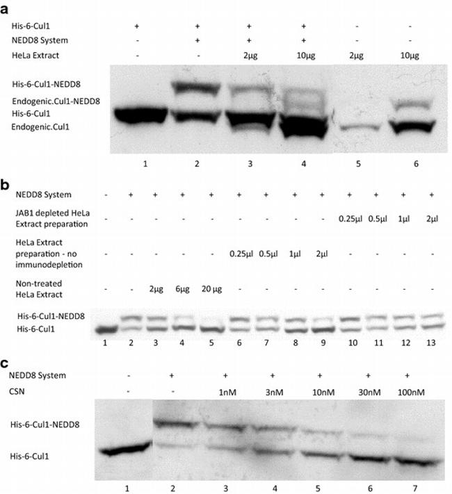 NEDD8 Antibody in Western Blot (WB)