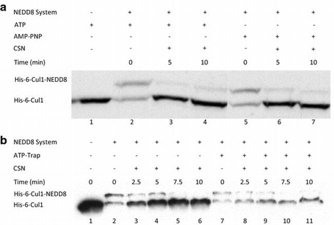 NEDD8 Antibody in Western Blot (WB)