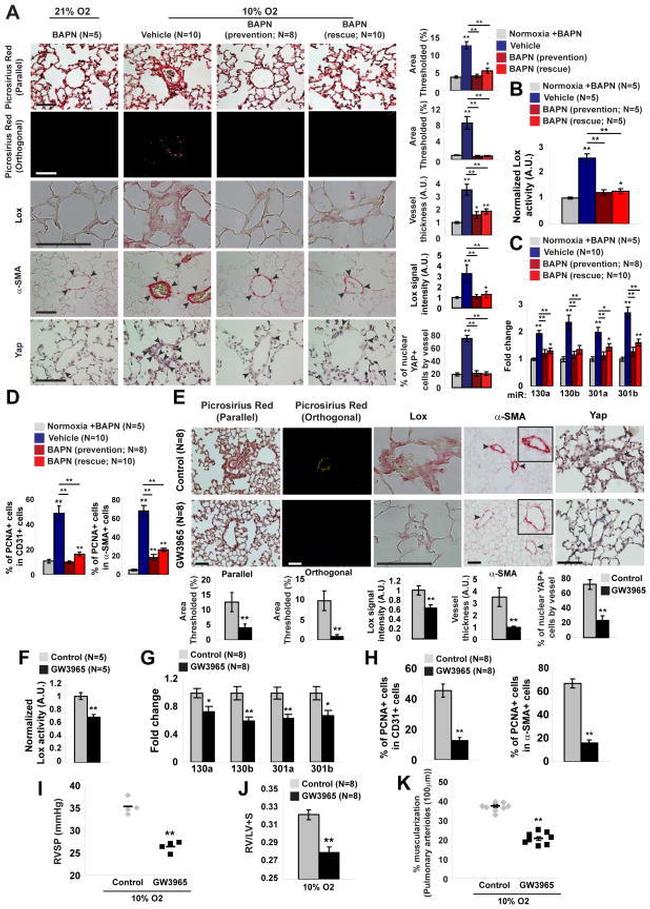 PCNA Antibody in Immunohistochemistry (IHC)