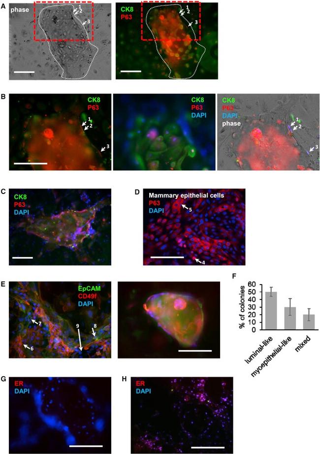 EpCAM Antibody in Immunocytochemistry (ICC/IF)