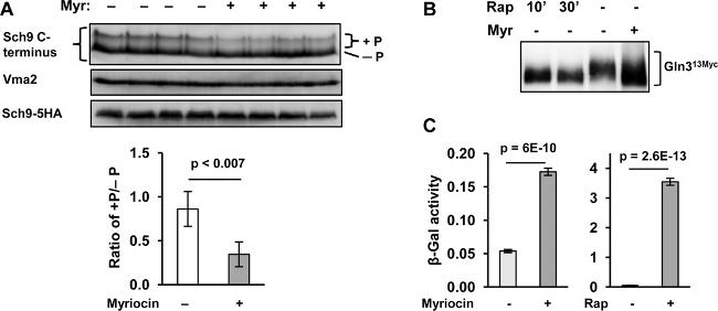 VMA2 Antibody in Western Blot (WB)