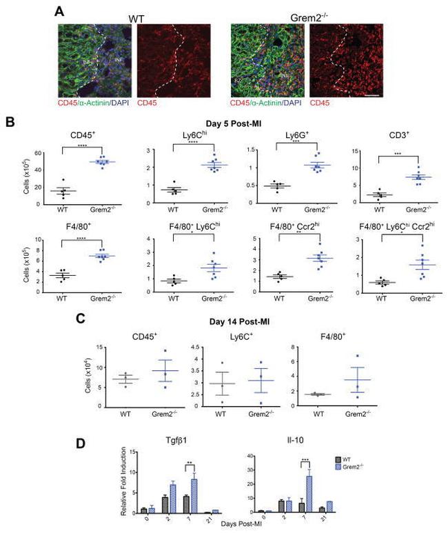 Ly-6C Antibody in Flow Cytometry (Flow)