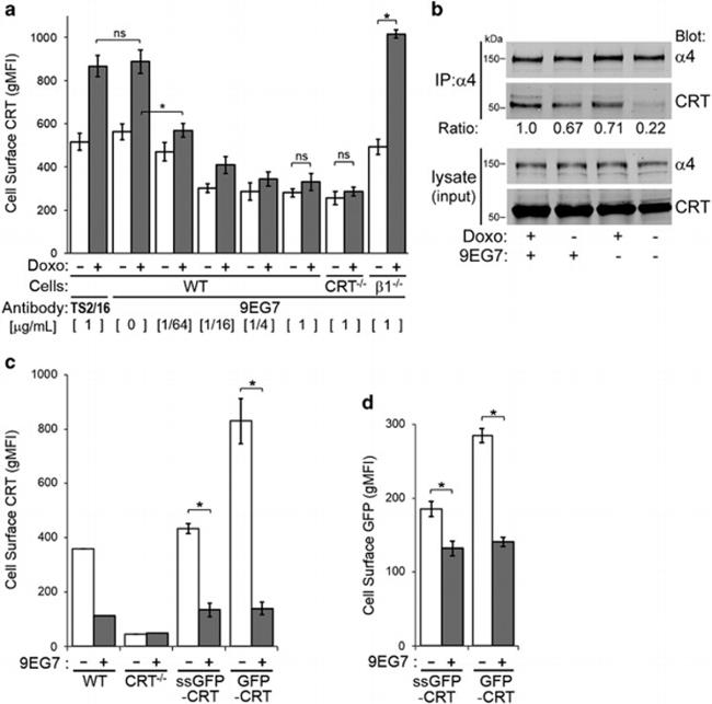 ITGA4 Antibody in Western Blot (WB)