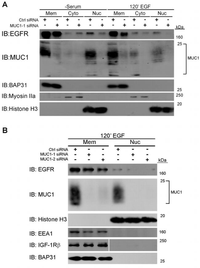 BAP31 Antibody in Western Blot (WB)