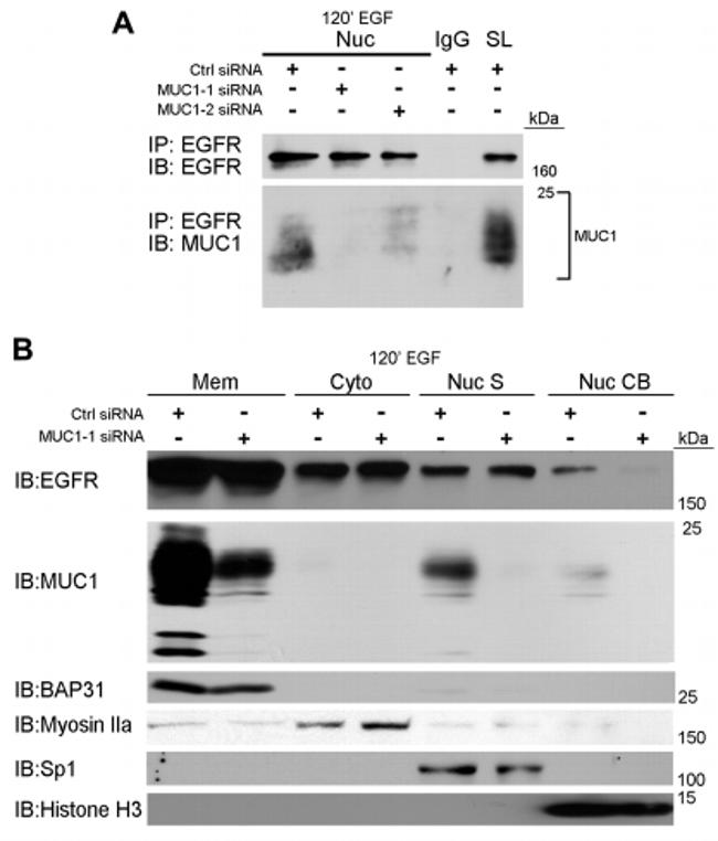 BAP31 Antibody in Western Blot (WB)