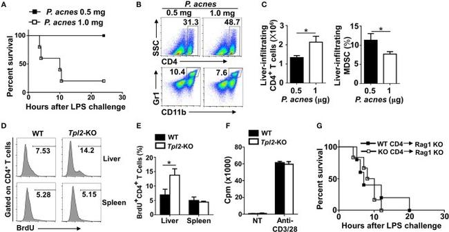 CD28 Antibody in T-Cell Activation (TCA)