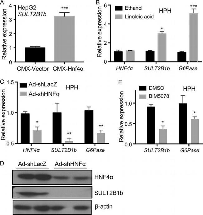 HNF4A Antibody in Western Blot (WB)