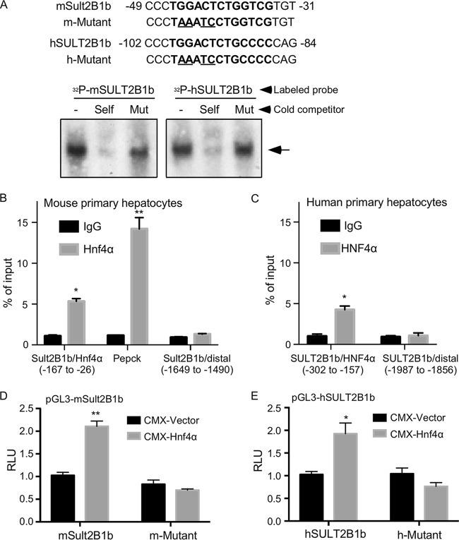 HNF4A Antibody in ChIP Assay (ChIP)