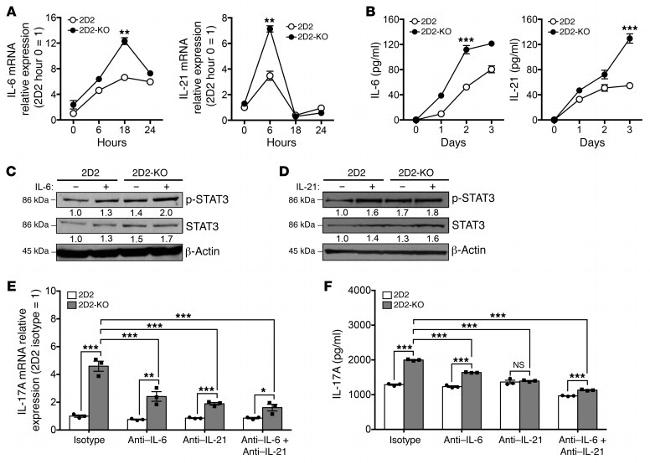 IL-21 Antibody in Neutralization (Neu)